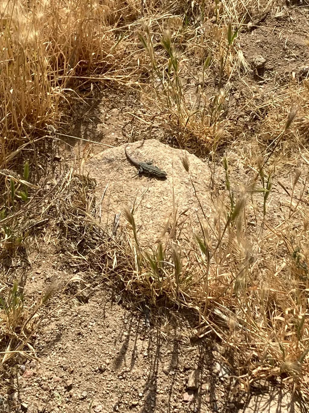 Desert Lizard Pause...