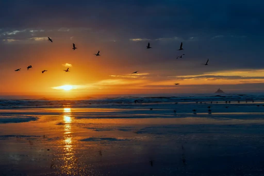 Birds at Sunset