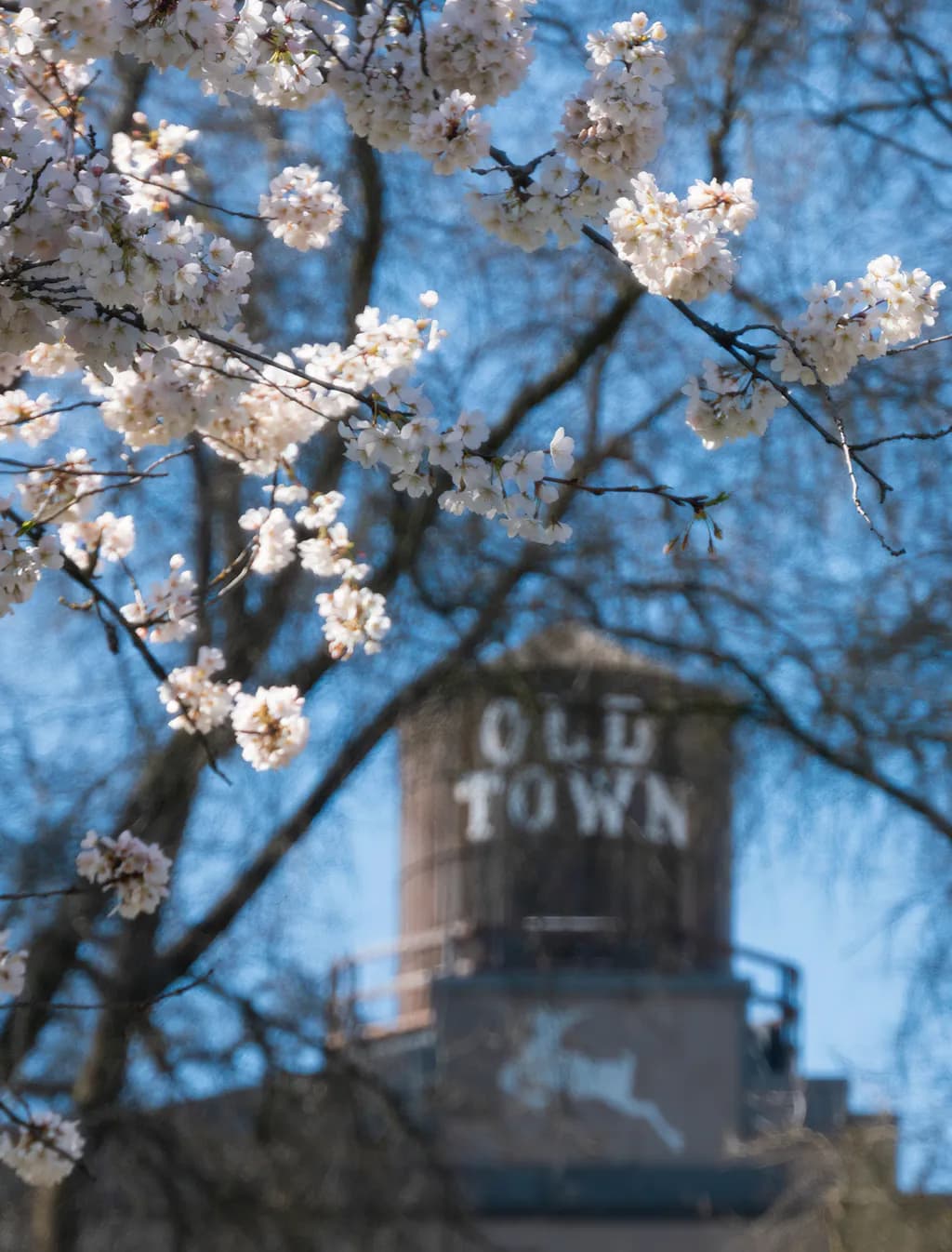 Old Town Blossoms