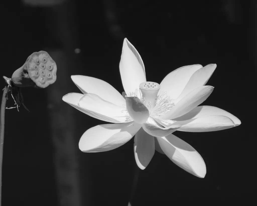 Lotus Contrast