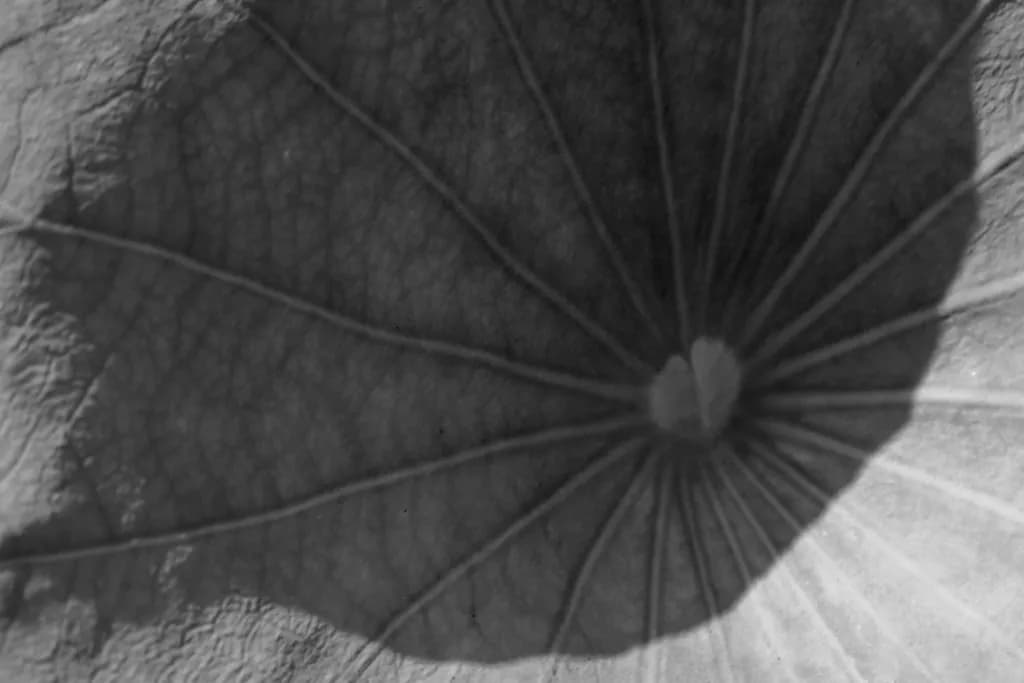 Veined Shadow