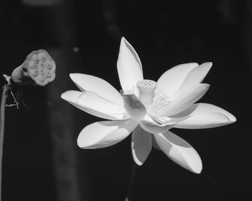 Lotus Glow