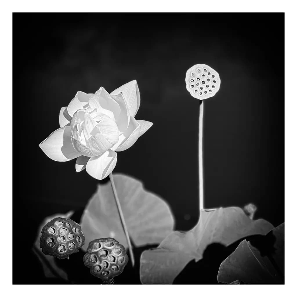 Lotus Contrast