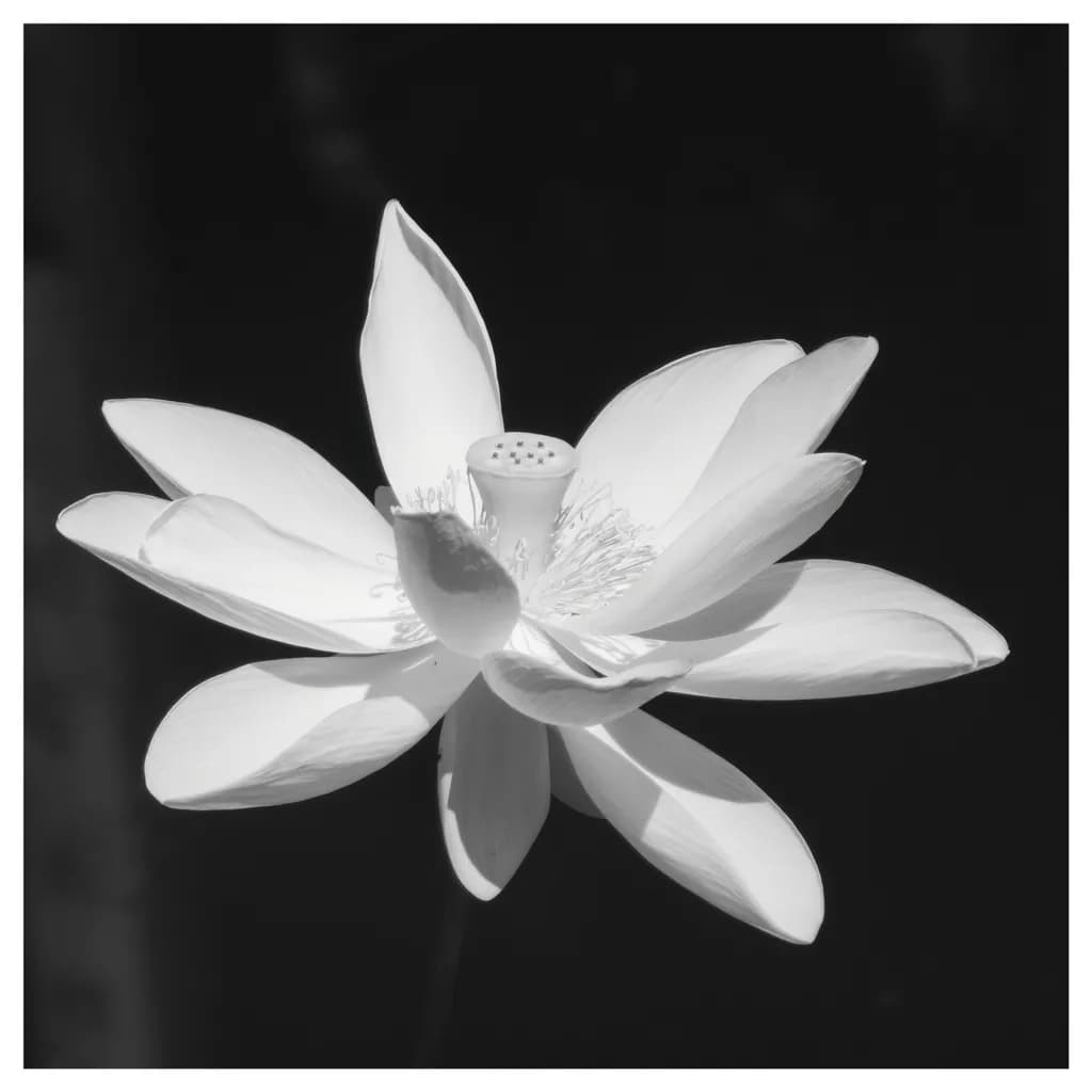 Detached Bloom