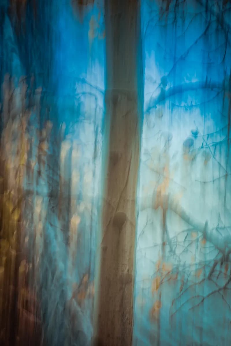 Ethereal Forest