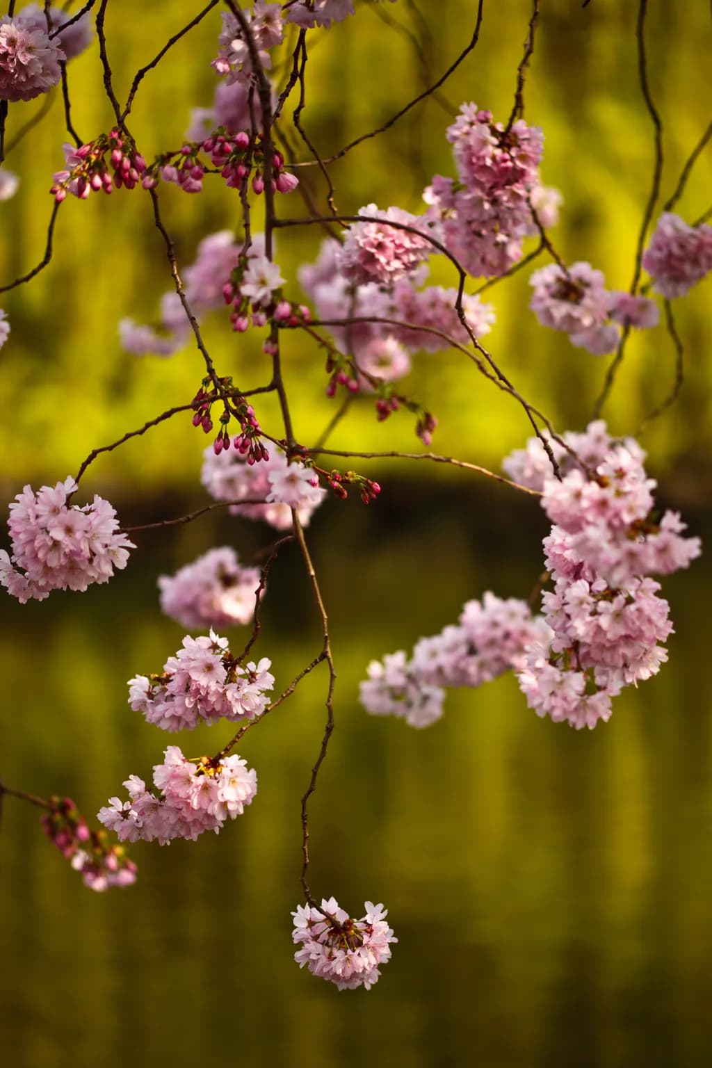 Cherry Clusters