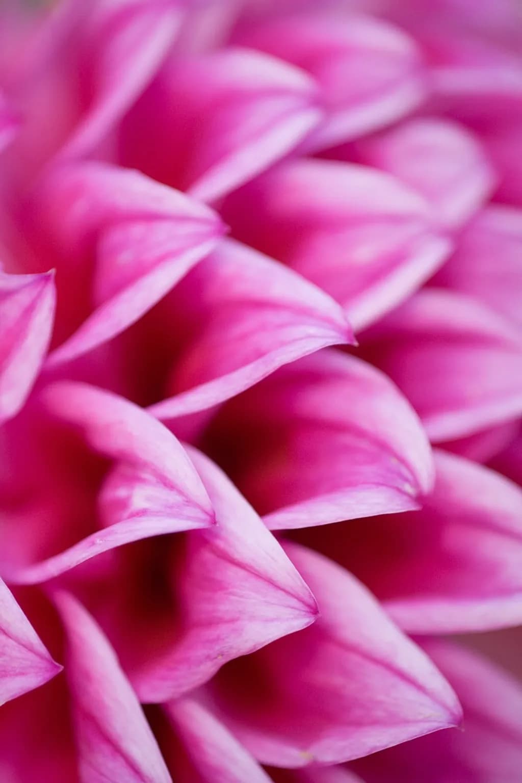 Pink Petal Geometry