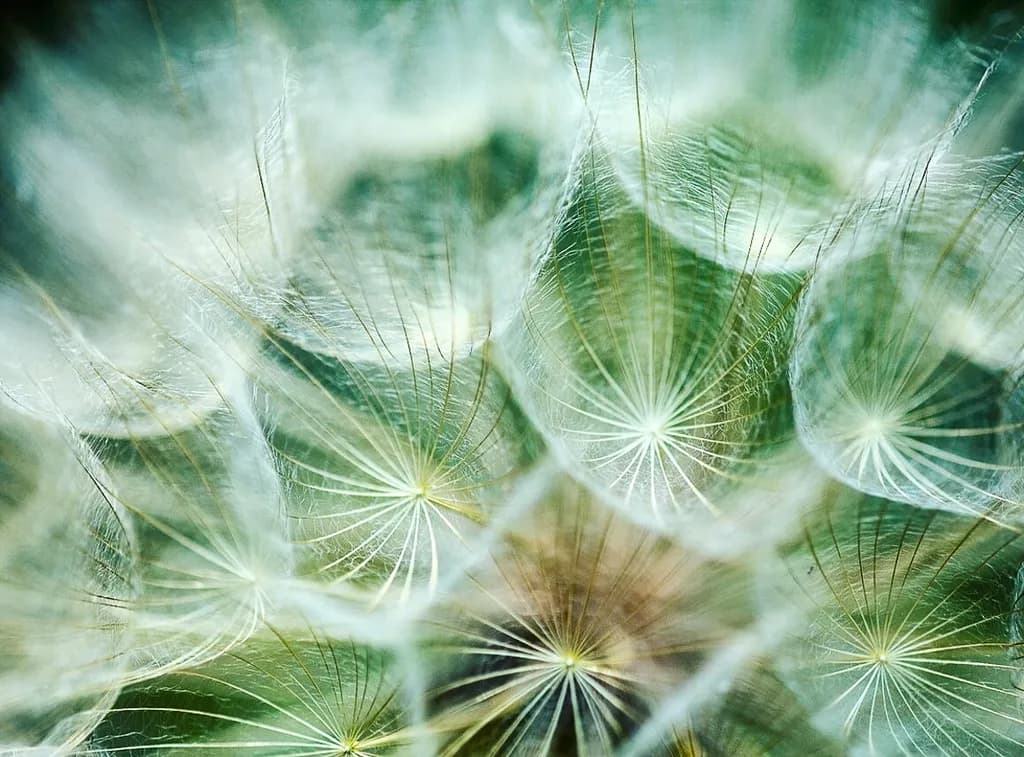 Delicate Web