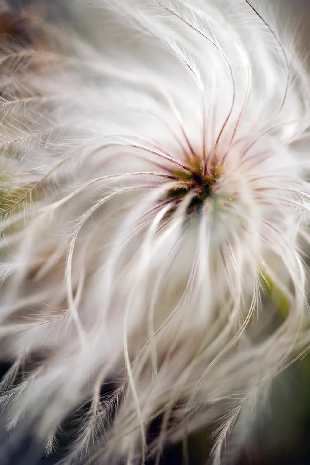 Delicate Whispers