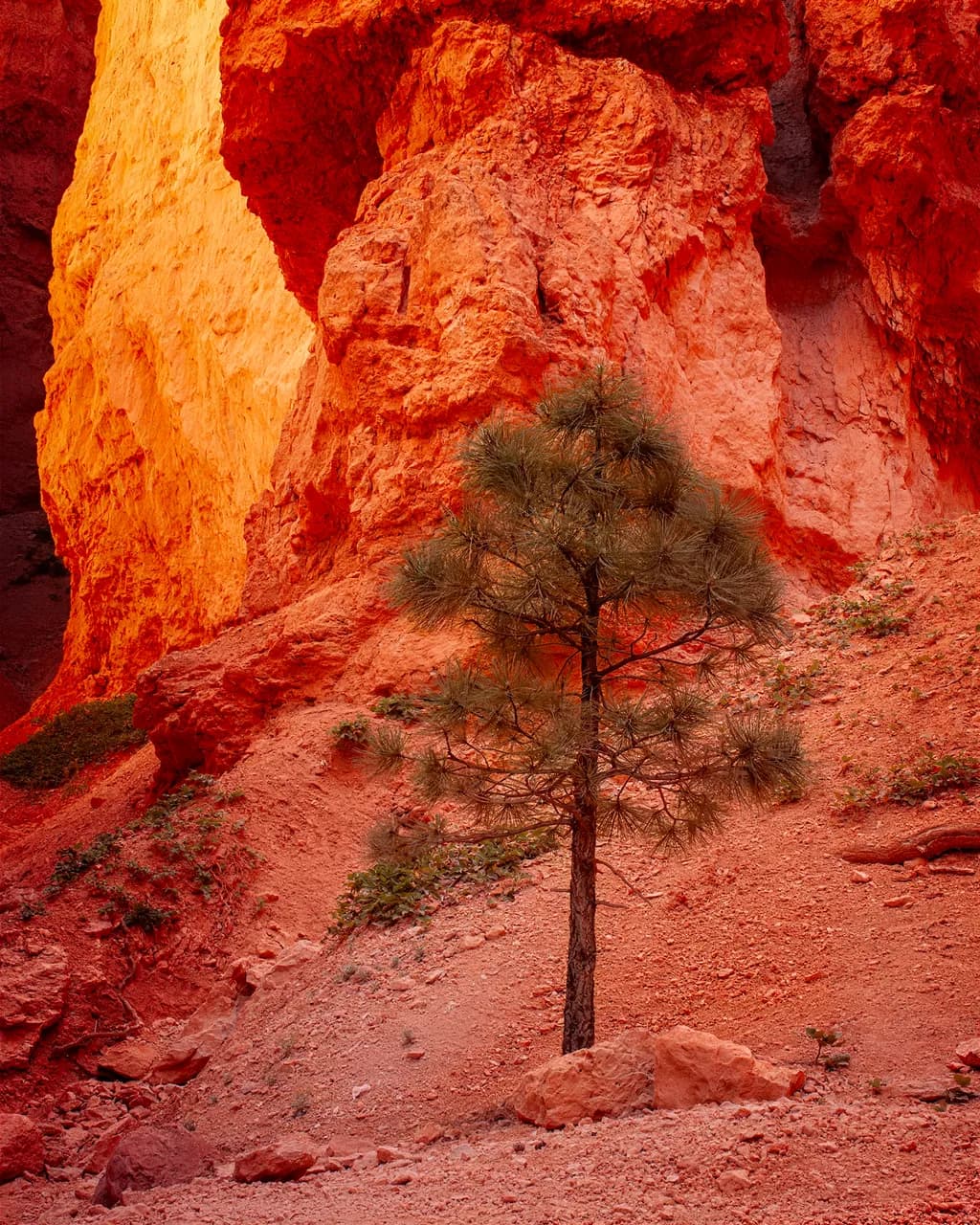 Canyon Tree