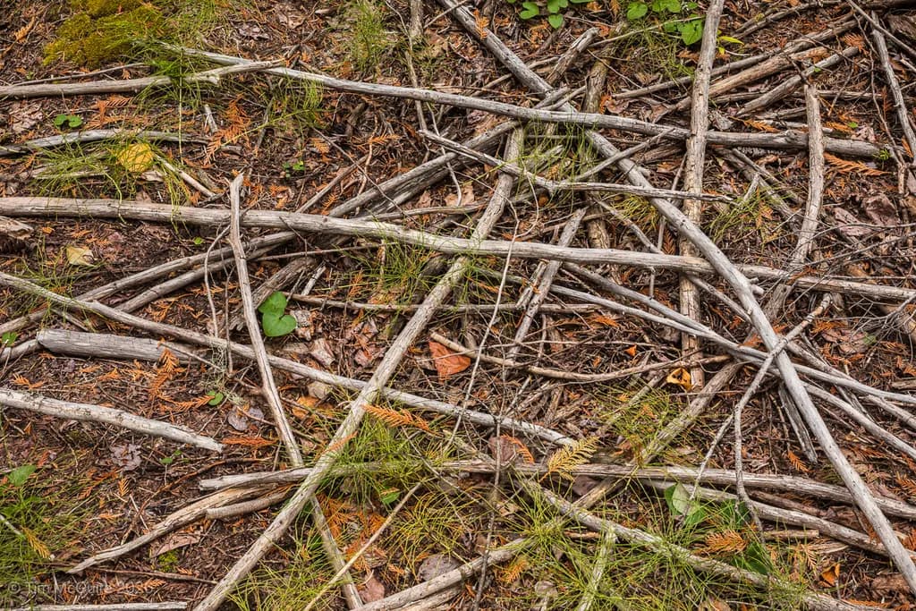 Jack Creek Branches
