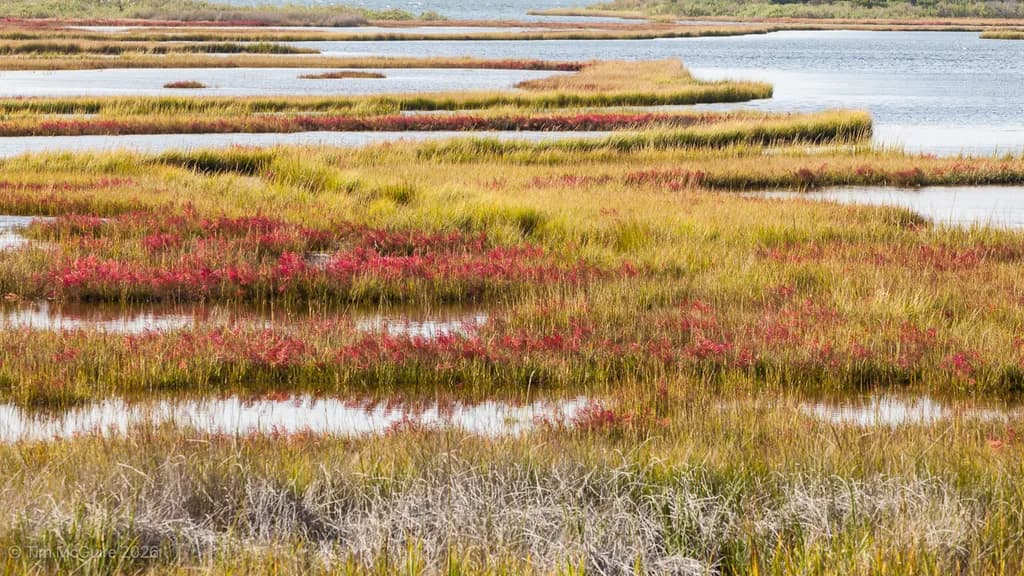 Autumn Marsh Patterns
