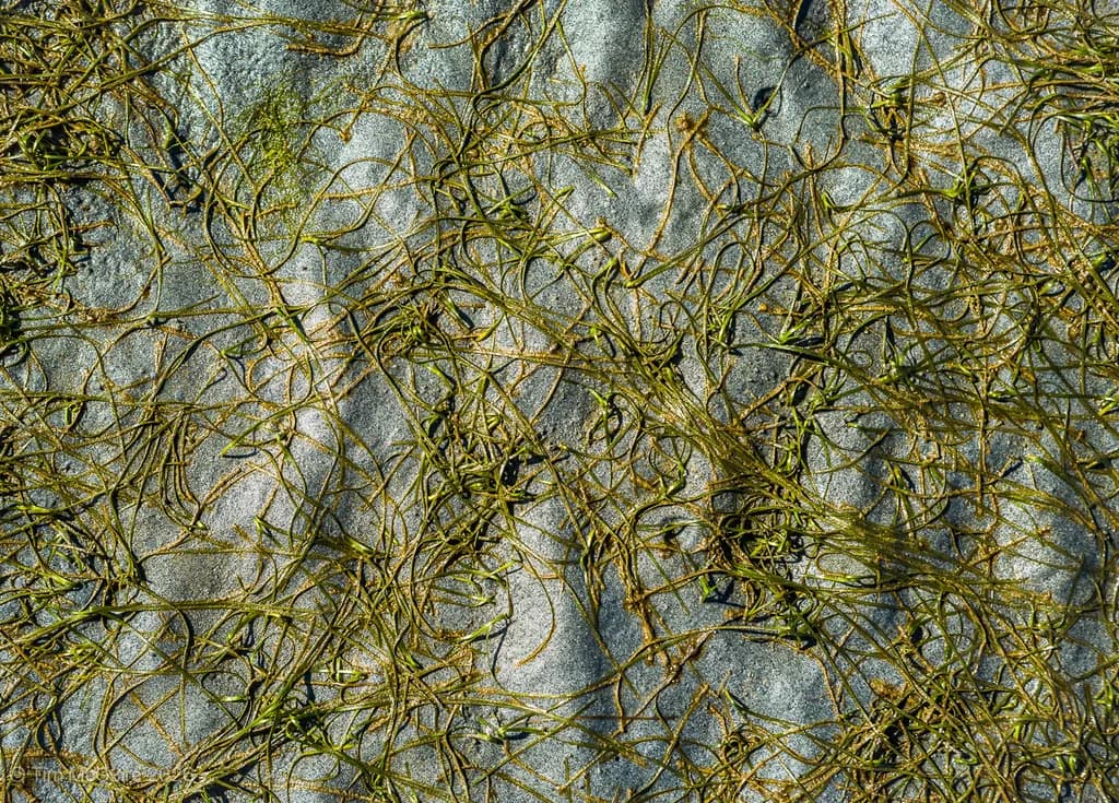 Tangled Tides