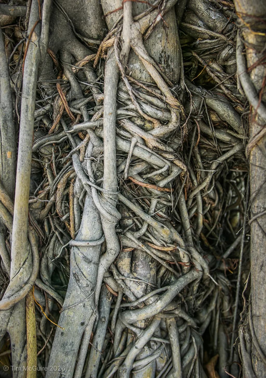 Tangled Roots