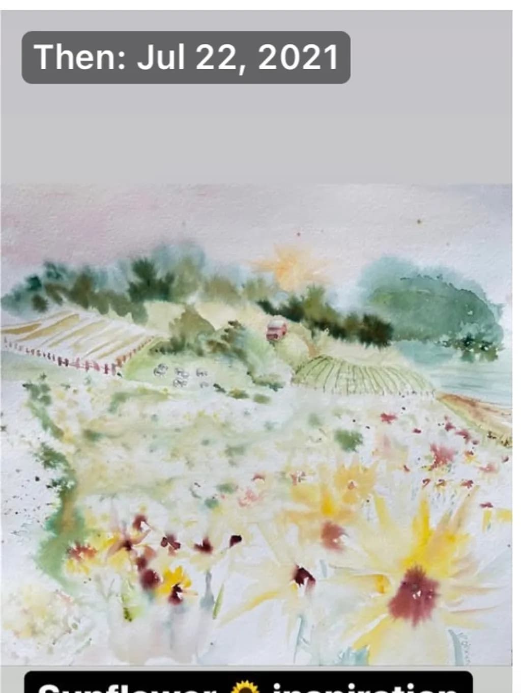 Sunflower Field, July 22