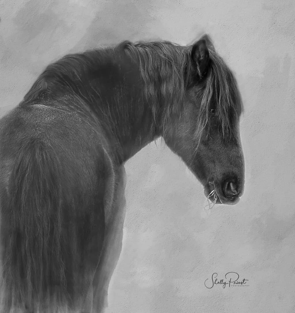 Whispers of the Wild: A Majestic Horse in Monochrome Elegance