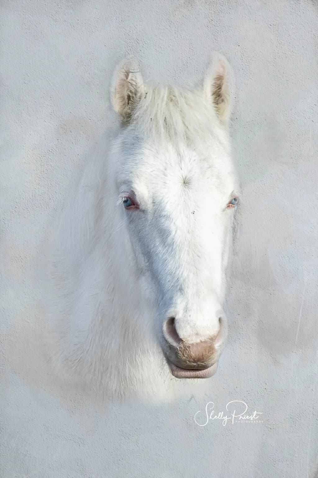Majestic Serenity: A Portrait of a White Horse in Soft Elegance