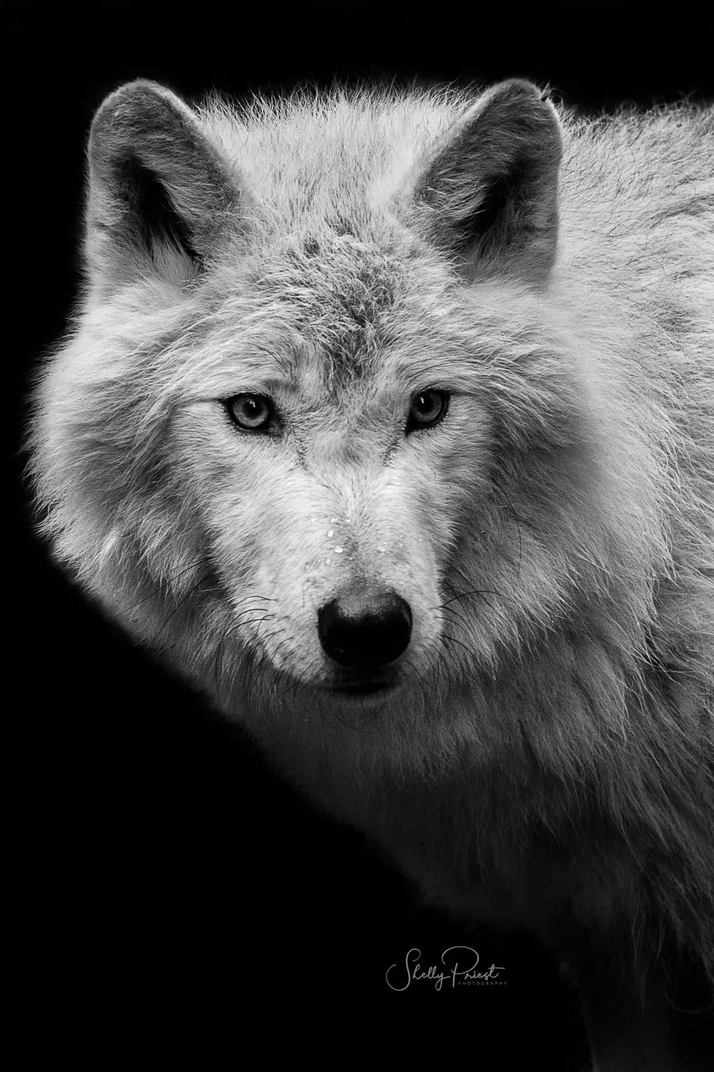 Whispers of the Arctic: A Majestic White Wolf in Monochrome Elegance