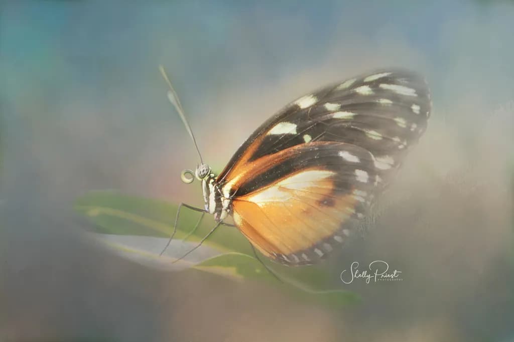 Whispers of Transformation: A Delicate Butterfly in Ethereal Light