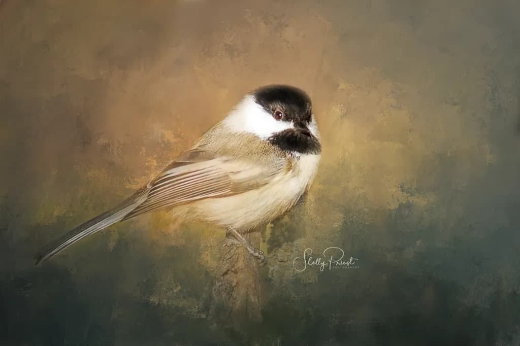Whispers of Nature: A Serene Portrait of a Marsh Tit in Soft Hues