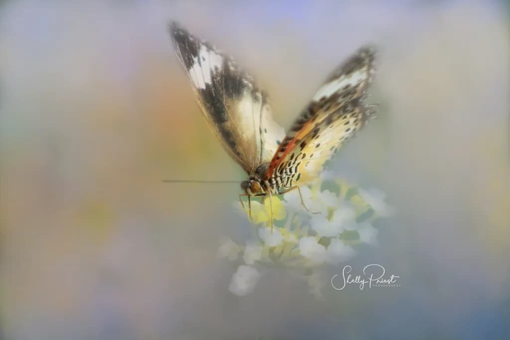 Whispers of Nature: A Butterfly's Dance Among Blossoms