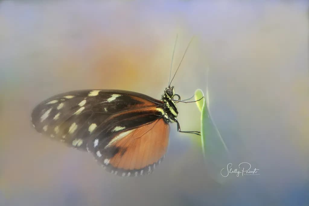 Whispers of Color: A Delicate Butterfly in Nature's Embrace