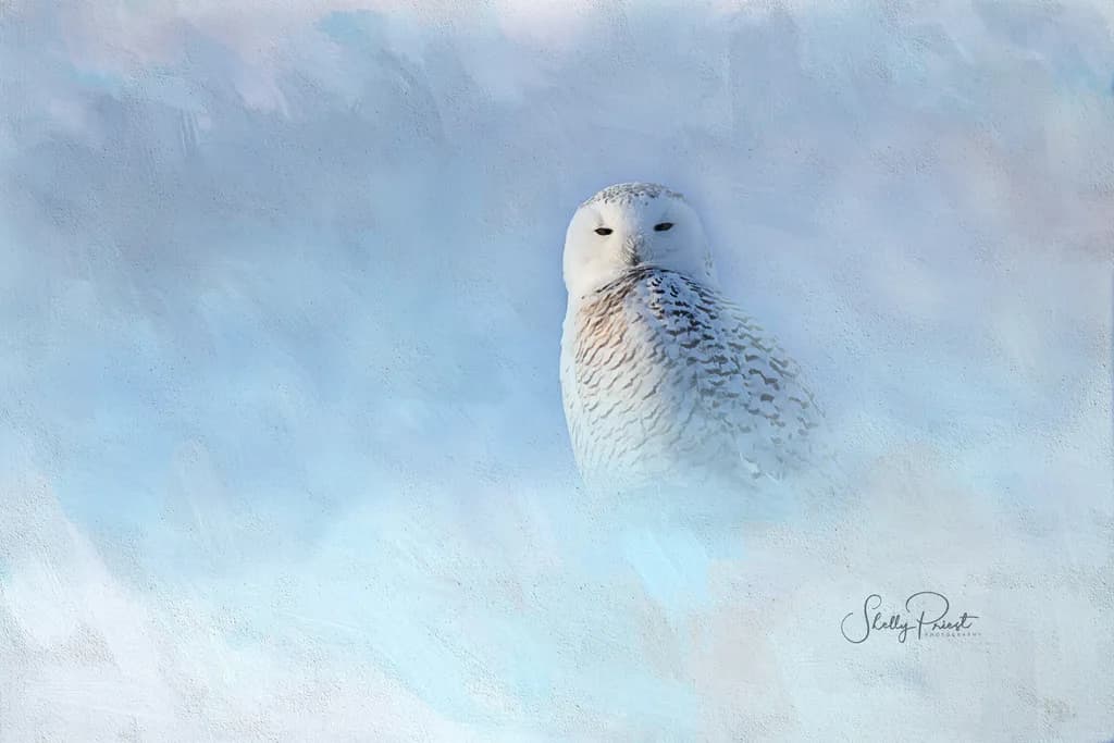 Whispers of Winter: The Enigmatic Snowy Owl in a Frosted Dreamscape