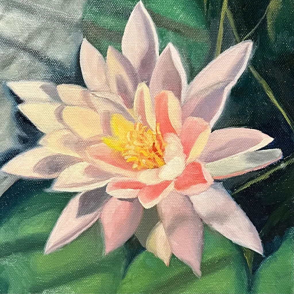Pink Water Lily Bloom