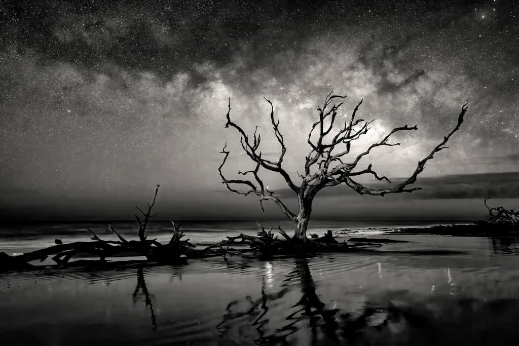 Milky Way Driftwood