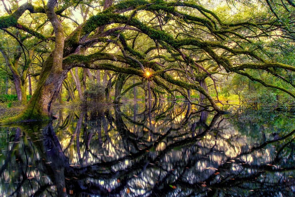Flooded Canopy Star