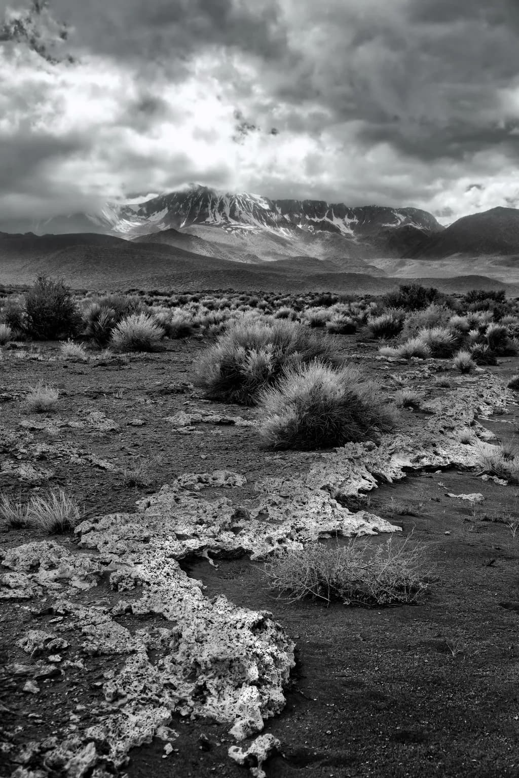 Desert Trace