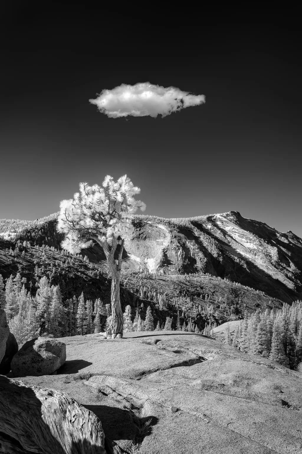 Lone Sentinel