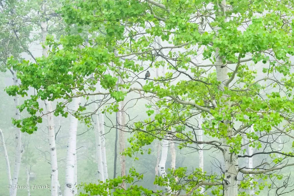 Spring Green Robin