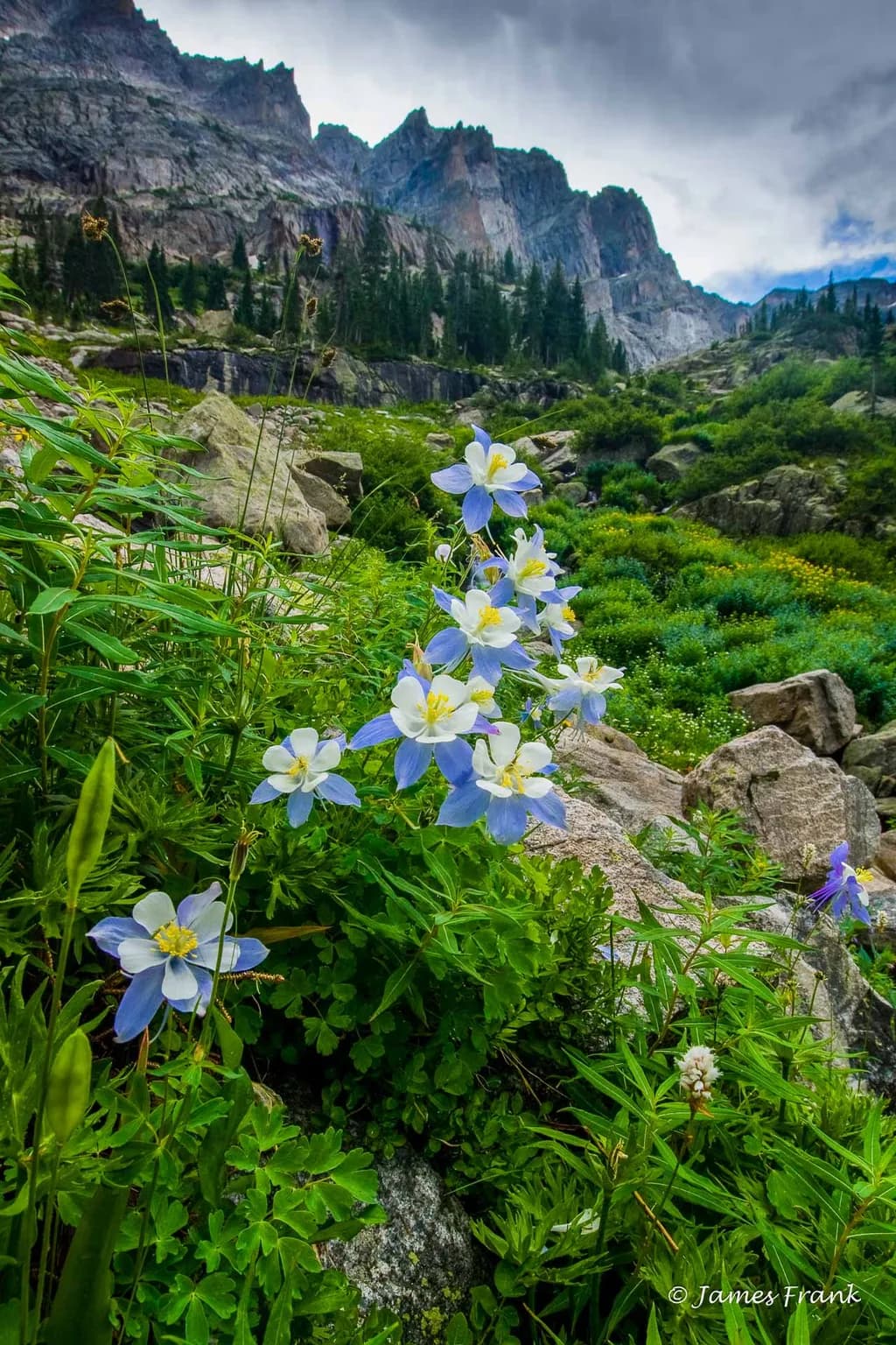 Columbine by the Ridge