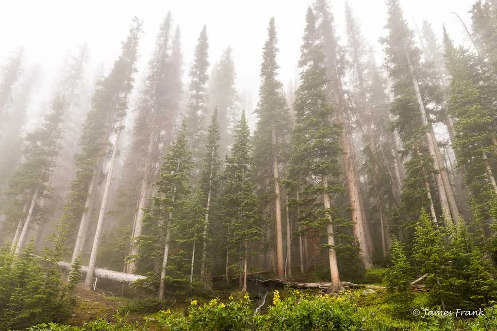 Monarchs of the Subalpine Mist