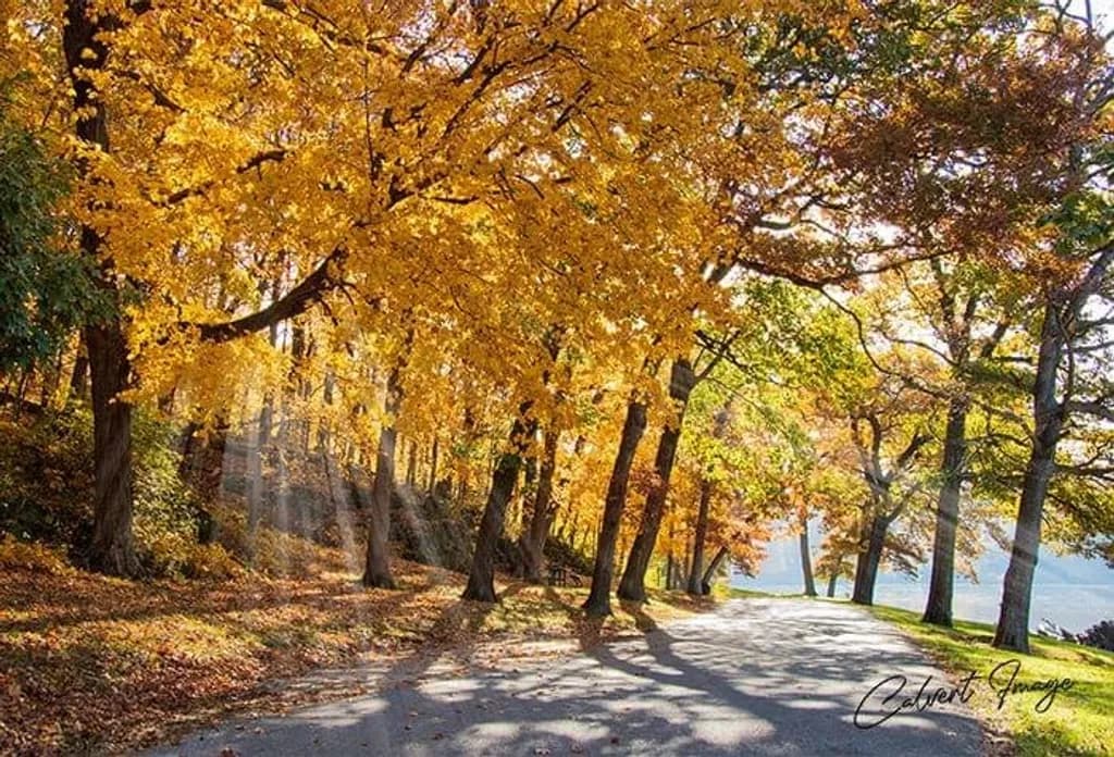 Golden Pathway