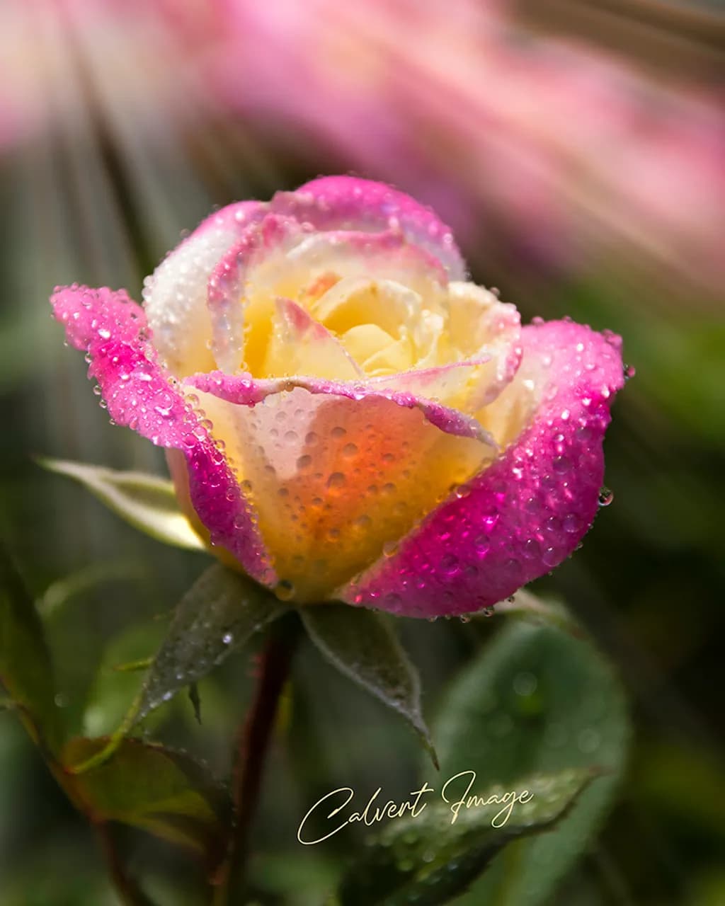 Rose Raindrops