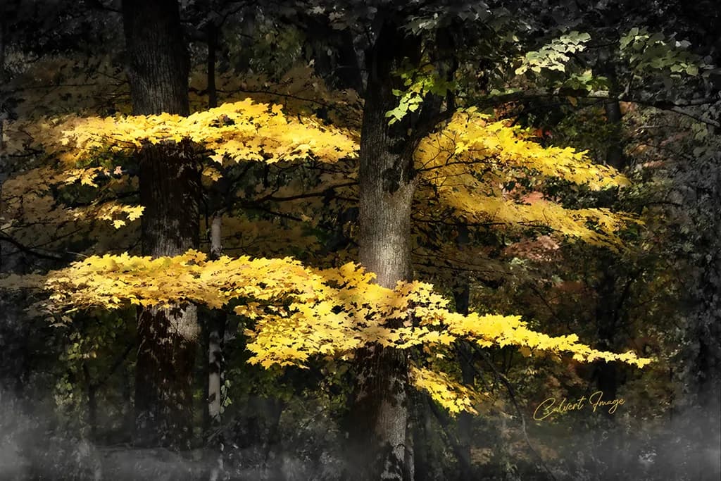 Autumn's Glow