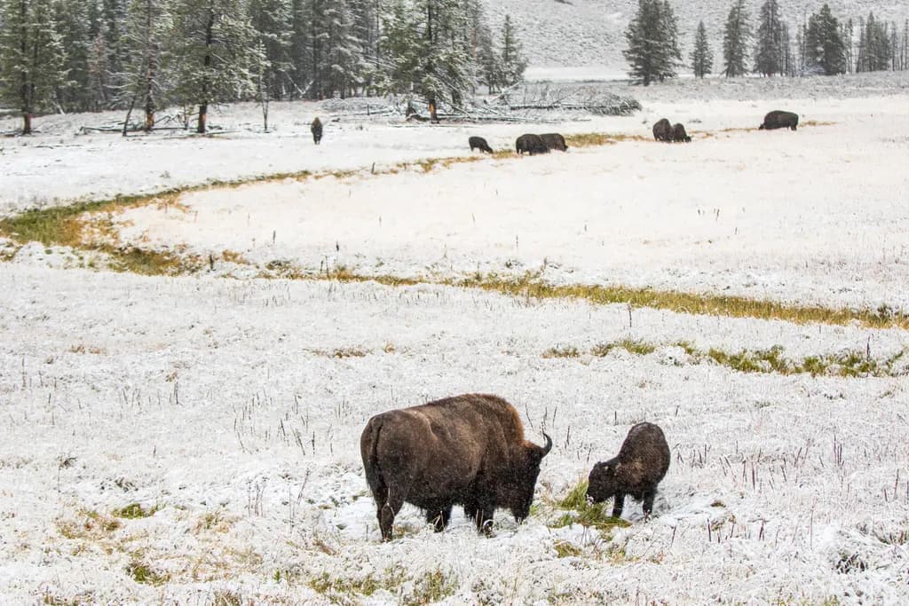 Nature's Wildlife Art Mother Bison and Calf Grazing: American Bison Series