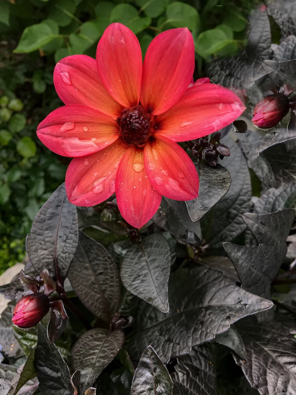 Dahlia Delight: Beautiful Flowers Series
