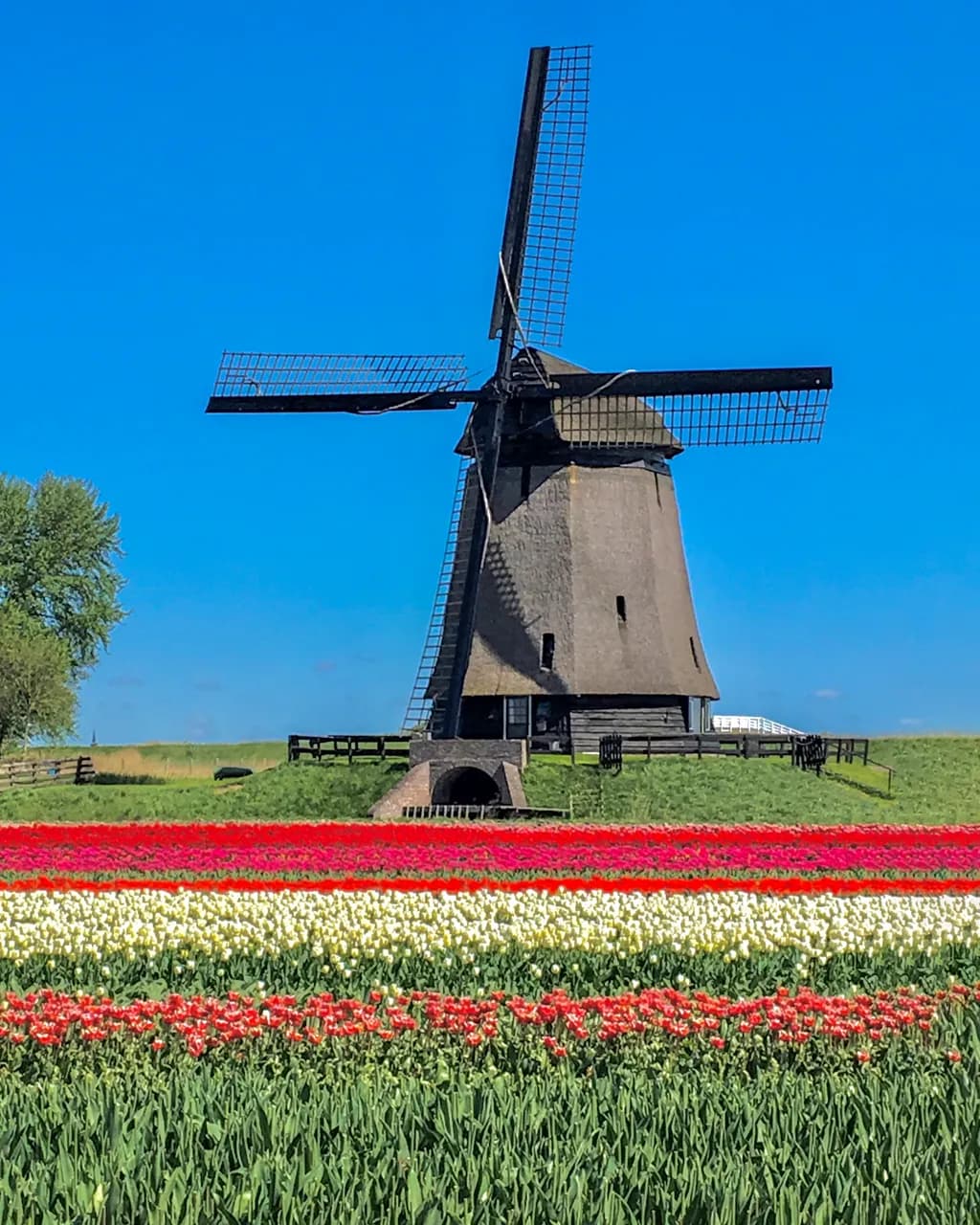 Dutch Tulip Fields and Windmill