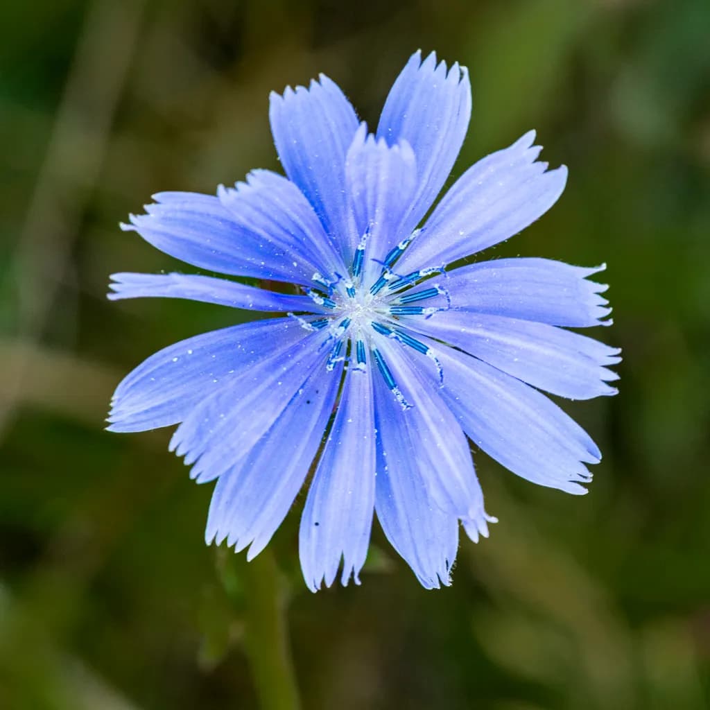 Blue Blossom
