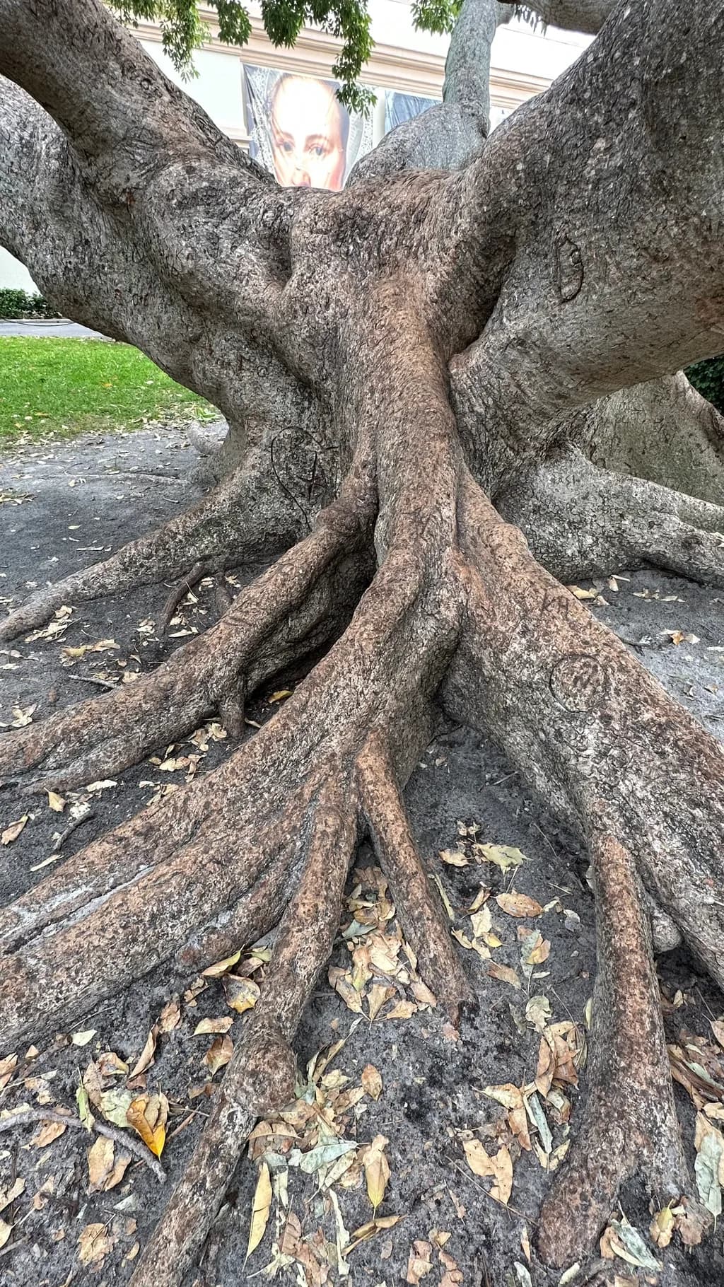 Root Network