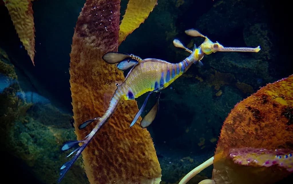Leafy Sea Dragon