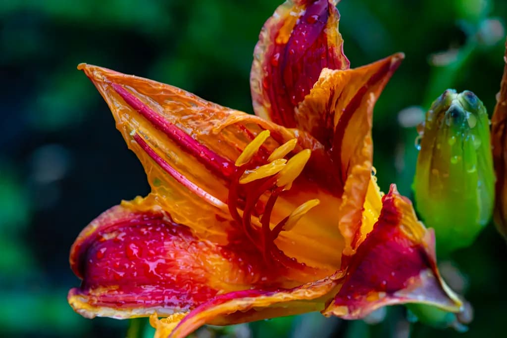 Daylily Bloom