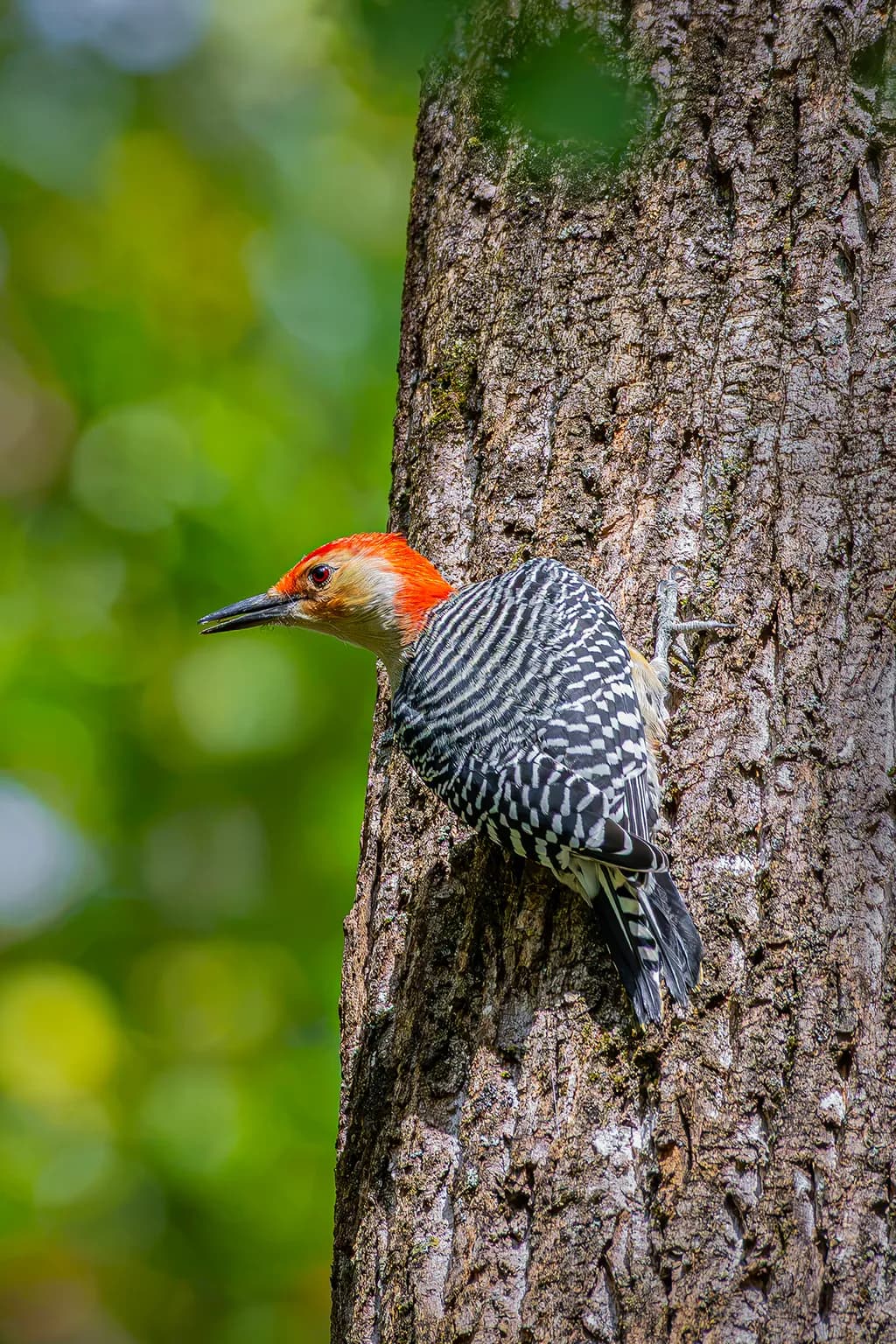 Red-Bellied Woodpecker