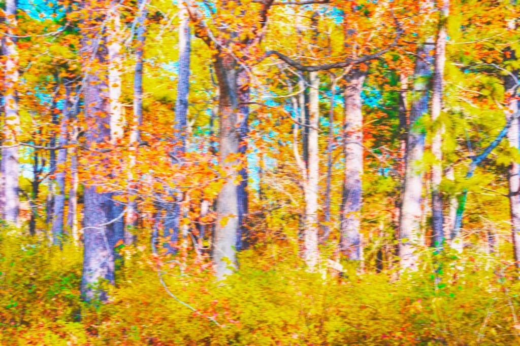 Autumn Forest Motion