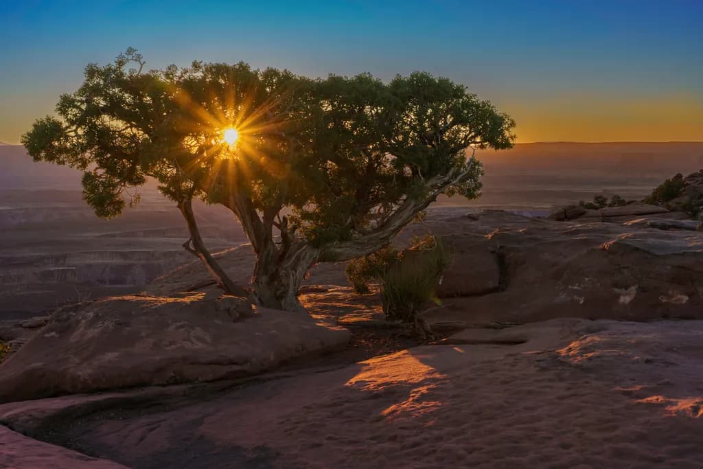 Sunburst Tree