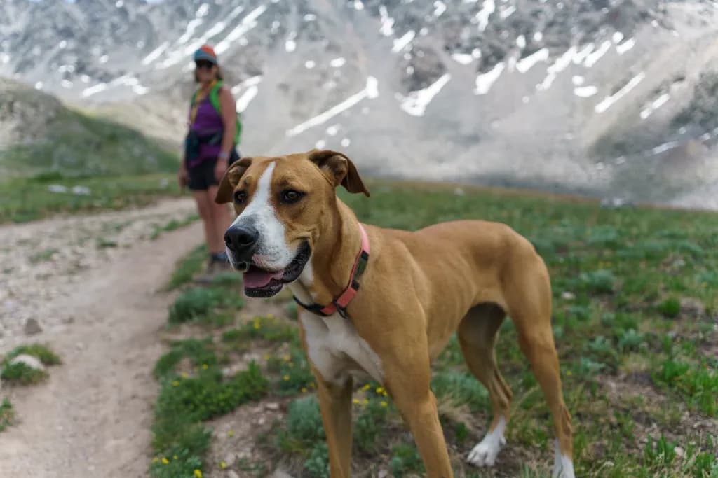 Trailblazer Pup