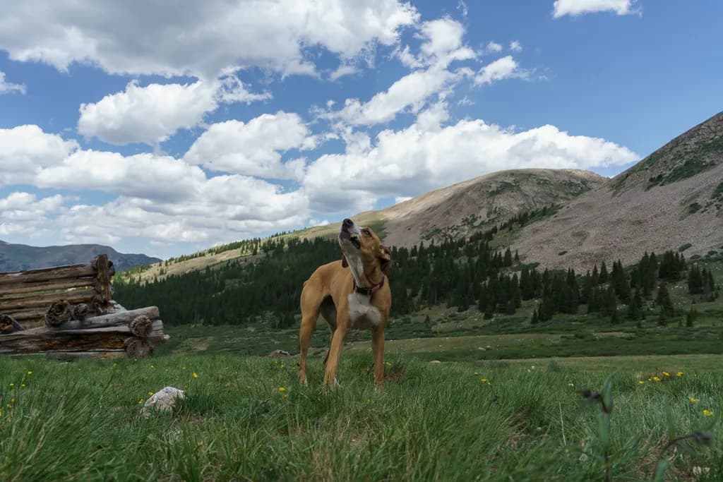 Mountain Mischief